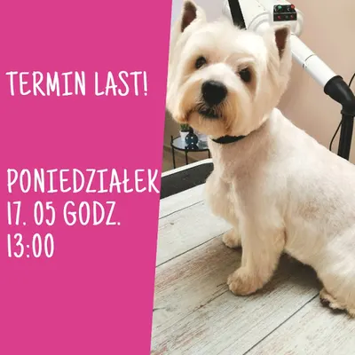 Salon dla psów i kotów - Roki i Koki - psi fryzjer Bytom - groomer - fryzjer dla psów i kotów Bytom - fryzjer dla zwierząt